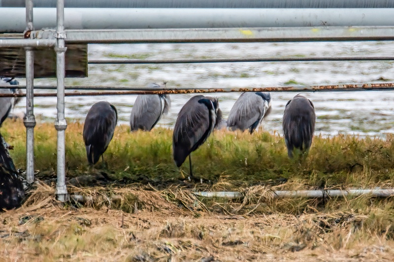 Herons Hunkered Down Under an Oil Pipeline