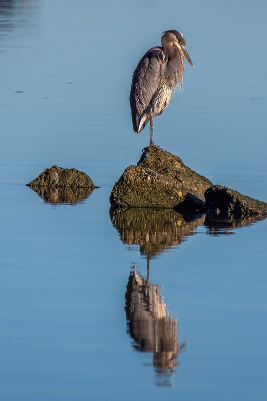 Heron and Reflection - Fidalgo Bay