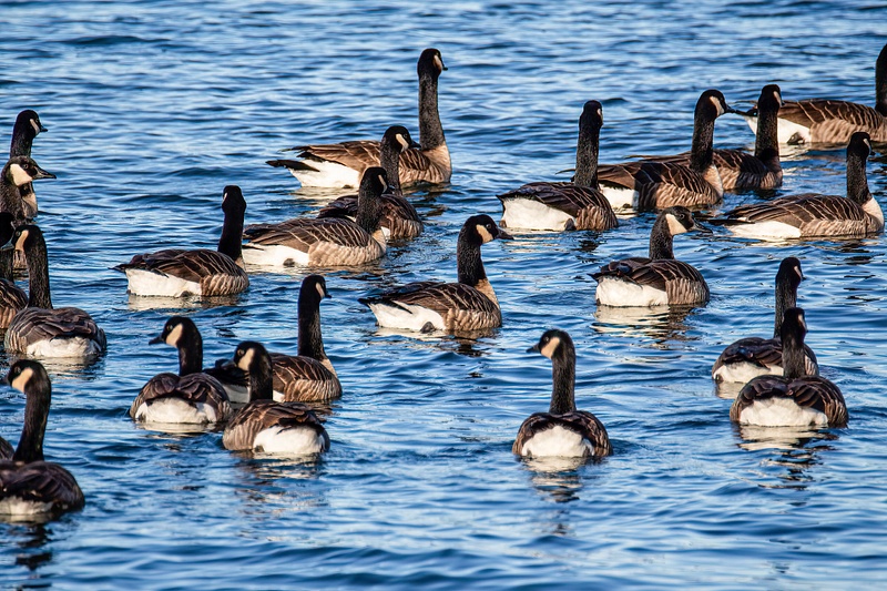 Canada Geese on the Move