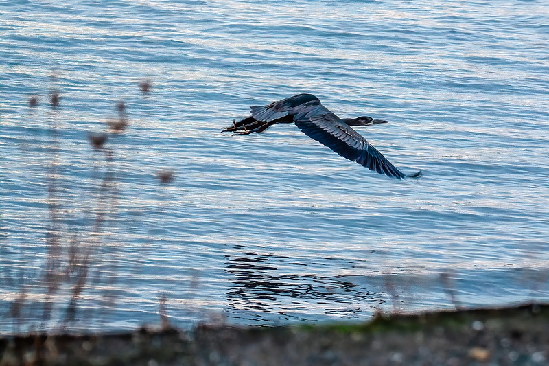 Great Blue Heron on the Fly