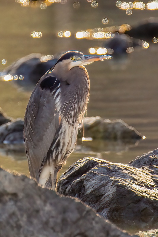 A Heron on Fidalgo Bay