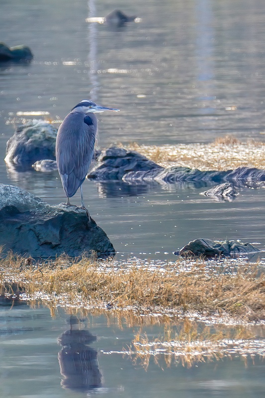 Heron on the Hunt - Fidalgo Bay
