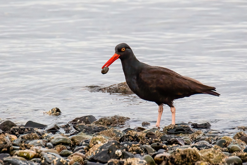 Oyster Catcher with a Limpett