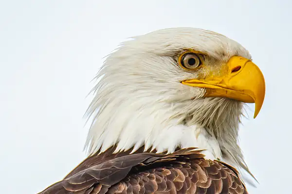 20220215 Eagle Portrait- by Ernie Hayden