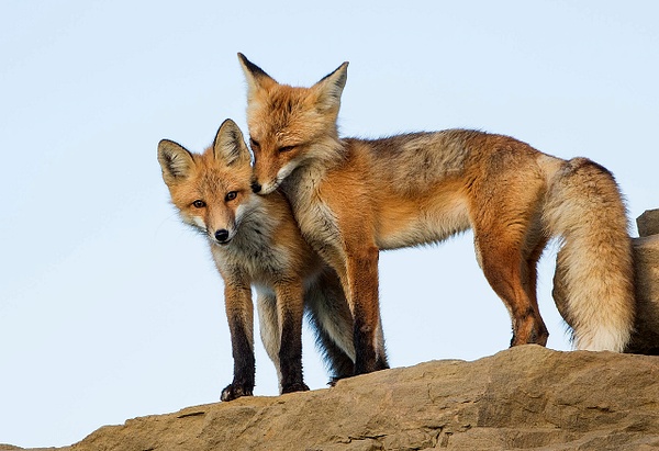 Red Fox Mother and daughter_25_06_2013NB_73A0433 - Foxes - Walter Nussbaumer Photography  