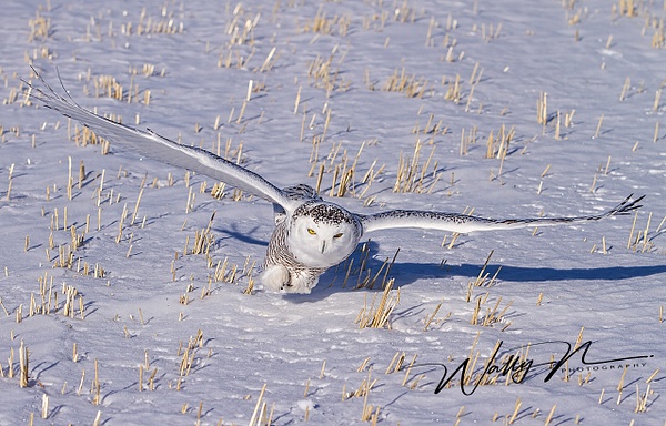 Snowy Owl_02_02_2013_IMG_5654 - Snowy Owl - Walter Nussbaumer Photography  