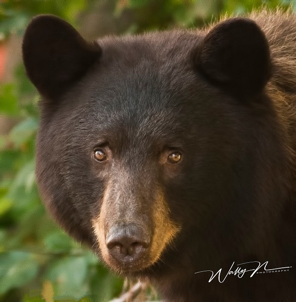 Black Bear Sow_0011 - Bears - Walter Nussbaumer Photography 