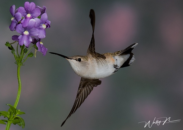 BCVF_F3O0193 - Hummingbirds - Walter Nussbaumer Photography  