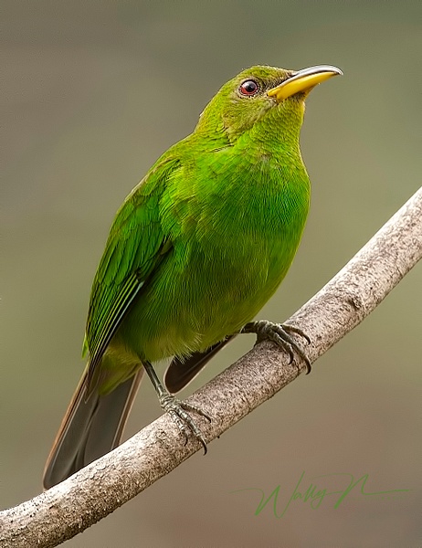 Green Honeycreeper_F3O4858 - Tropical Birds - Walter Nussbaumer Photography 