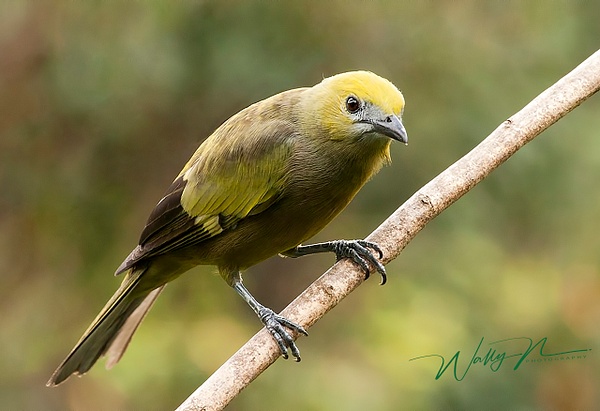 Palm Tanager_F3O5003 - Tropical Birds - Walter Nussbaumer Photography  