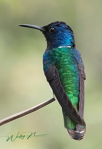Male white necked Jacobin - Hummingbirds - Walter Nussbaumer Photography  