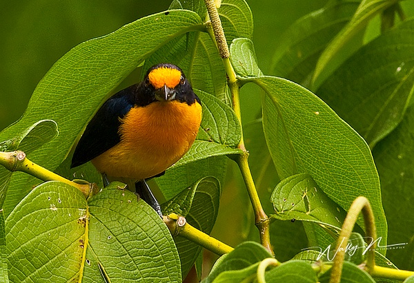 Trinidad  Euphonia.3O5220 - Tropical Birds - Walter Nussbaumer Photography  
