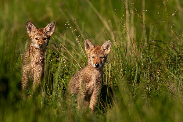 Coyote Kits_F3O0970 - Coyotes - Walter Nussbaumer Photography 