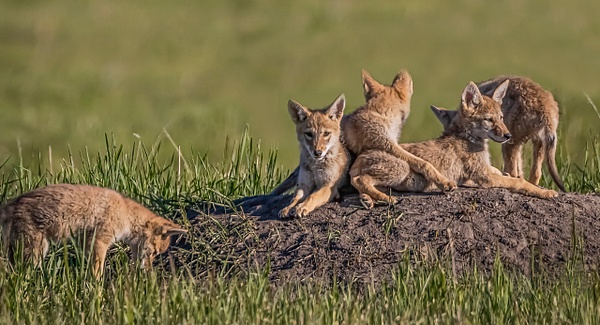 Coyote(B)_06-14-2021_0A8A0147 - Coyotes - Walter Nussbaumer Photography