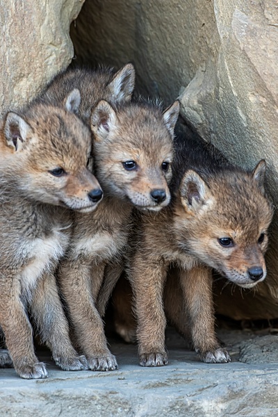 Coyote Kits_R8A1433- - Coyotes - Walter Nussbaumer Photography