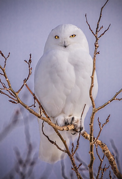 Male Snowy Owl(FS)_IMG_6066 - Snowy Owl - Walter Nussbaumer Photography 