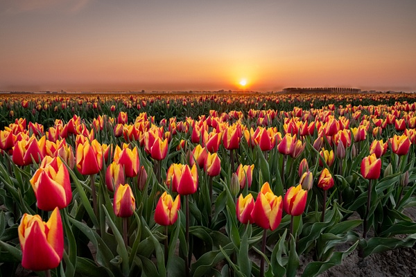 tulips at sunset - Landscape - Michel Voogd Photography