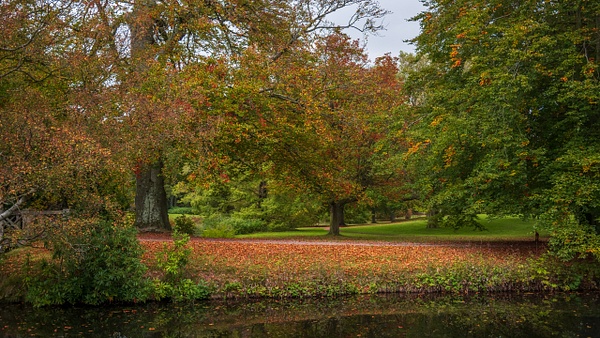 autumn forest - Landscape - Michel Voogd Photography