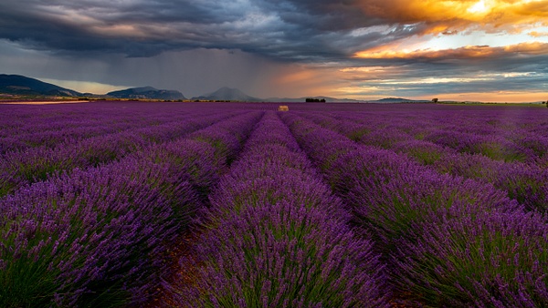 Valensole lavender - Landscape - Michel Voogd Photography