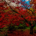 Winkworth Arboretum autumn leaves