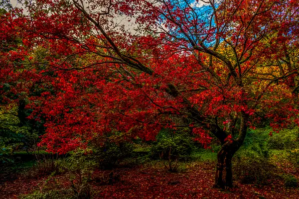 Winkworth Arboretum autumn leaves by Doug Stratton