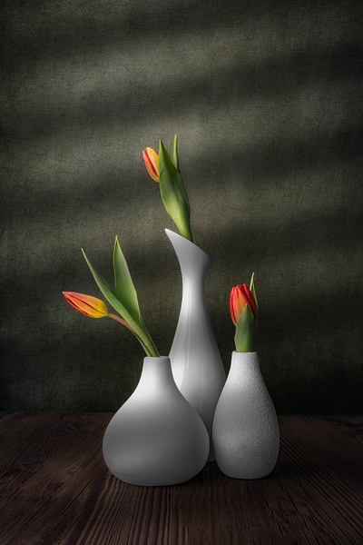 Quiet Conversation by Marko Klavs, a fine art still life photograph of three white ceramic vases holding vibrant tulips against a textured background, illuminated by soft directional light.