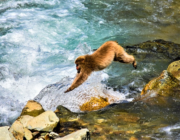 Leaping Snow Monkey Japan - Nature - Nicola Lubbock Photography  