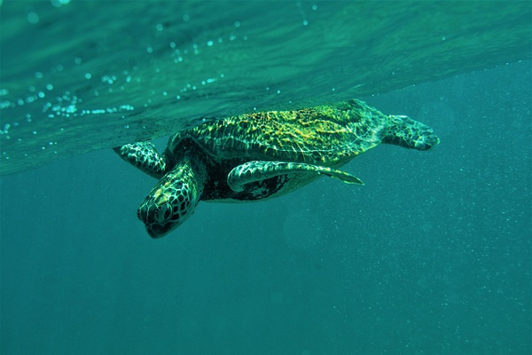 Green Turtle Australia - photoart4youNL