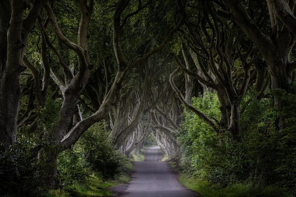 Dark Hedges, Northern Ireland - Scott Kelby Photography