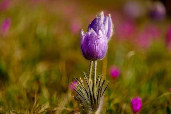 Crocus - 1 - Nature From The Canadian Rockies - Yves Gagnon Photography  