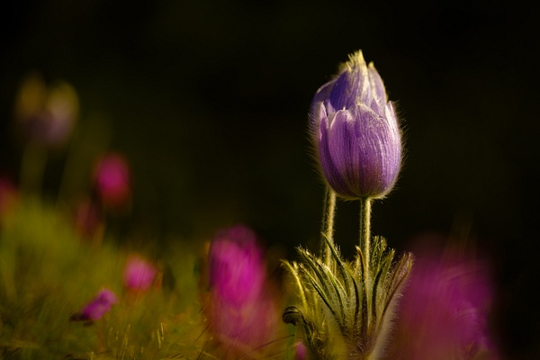 Crocus - 3 - Nature From The Canadian Rockies - Yves Gagnon Photography  