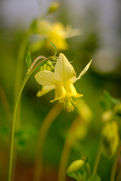 Single Columbine - 1 - Nature From The Canadian Rockies - Yves Gagnon Photography 