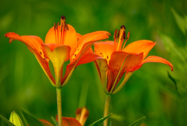 Wild Lily Tiger Flowers - Nature From The Canadian Rockies - Yves Gagnon Photography  