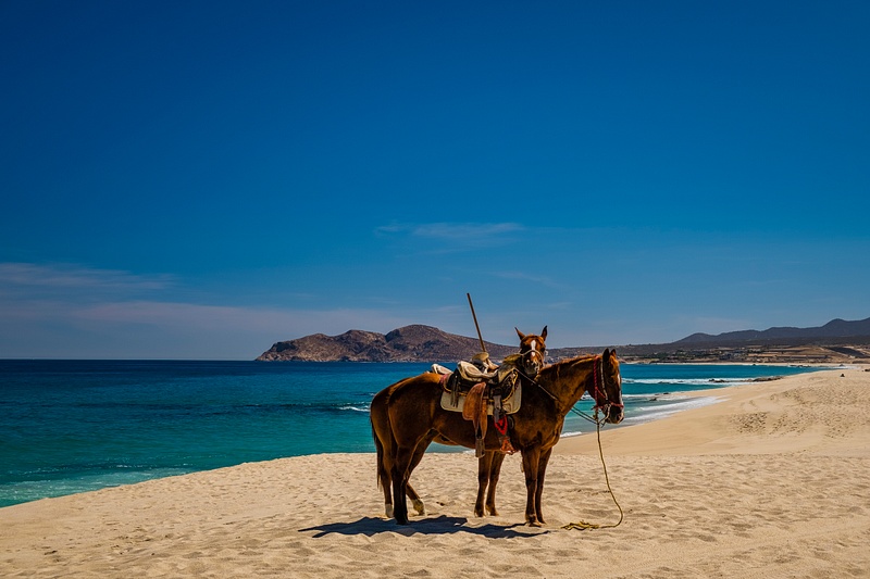 Cabos  San Lucas-Beach Horseback Riding Excursion