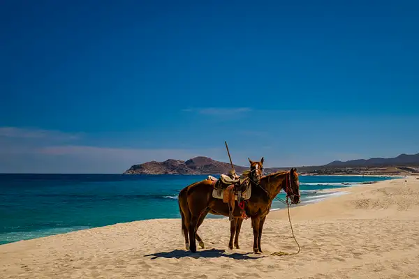 Cabos  San Lucas-Beach Horseback Riding Excursion by...