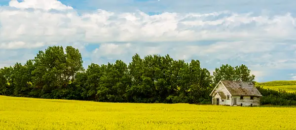 Old  Homestead House Sitting in a Canola field Panorama....