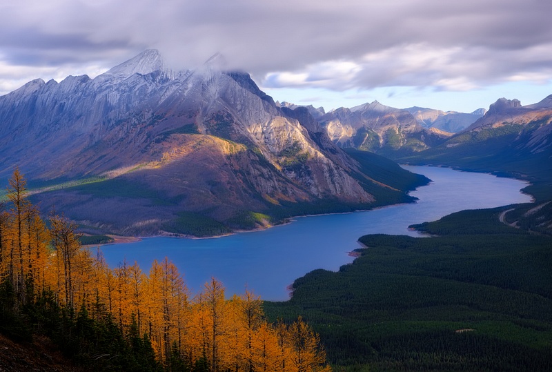 Larch trees with Spray Lakes and Mount Shark 2020