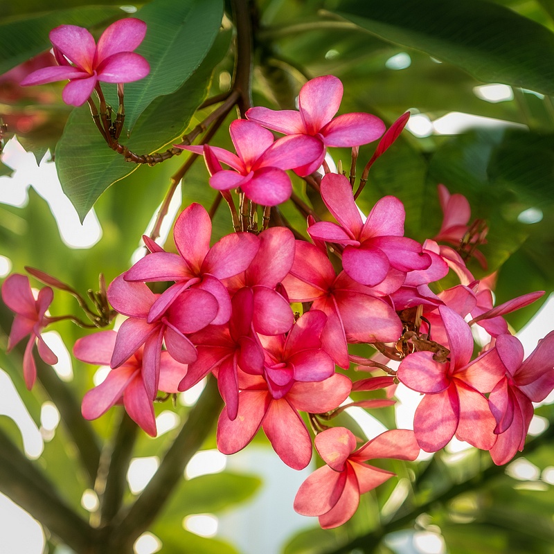 Group of REd Frangipani, Temple Tree, Red-Jasmin
