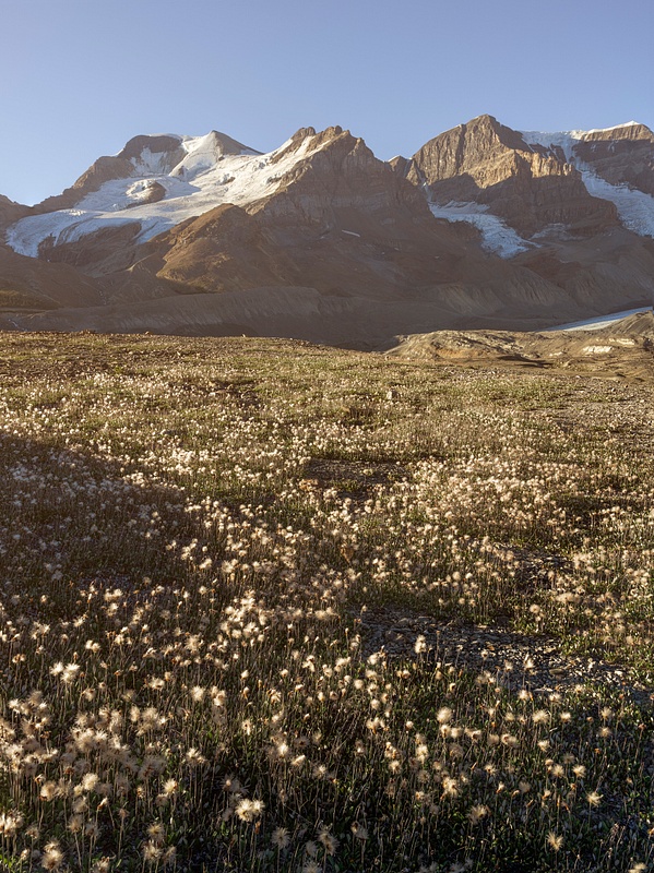 Field of Flowers, Athabasca Glacier, Jasper National Park