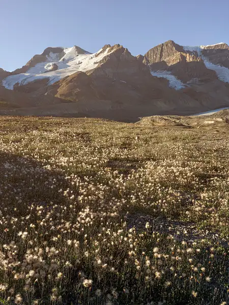 Field of Flowers, Athabasca Glacier, Jasper National...
