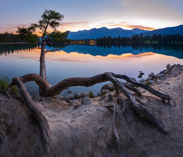Close up Curved Pine Tree Sunrise, Jasper National Park, Alberta, Canada - Home - Yves Gagnon Photography 