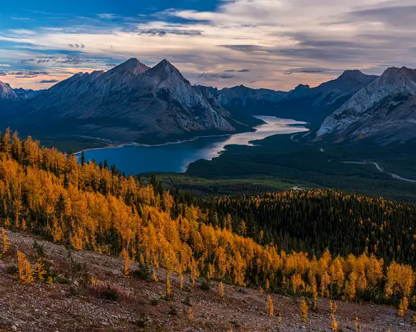 Fall Colors Larch Trees, Canmore, Alberta, Canada by...