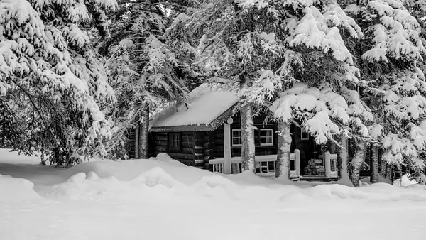 Log Cabin surrounding by Pine Trees Full of Snow, Banff...