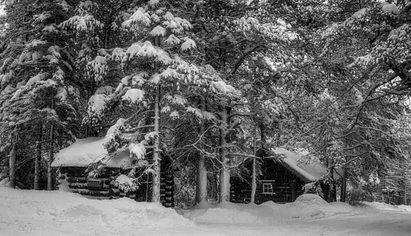 Log Wood Cabin surrounding by Pine Trees Full of Snow,...