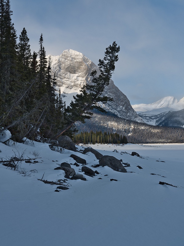 Mount Rawson with Twisted Pine Tree Winter