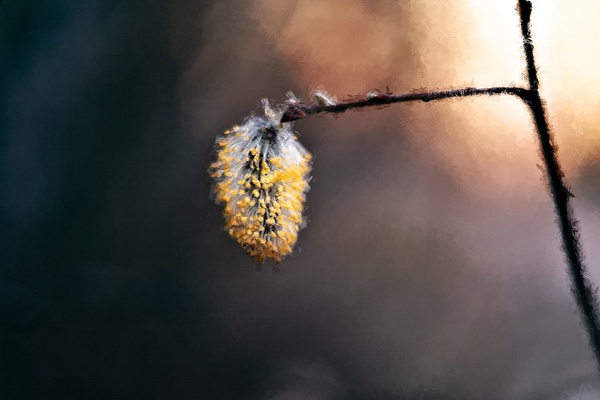 Abstract Pussy Willow - Nature From The Canadian Rockies - Yves Gagnon Photography  
