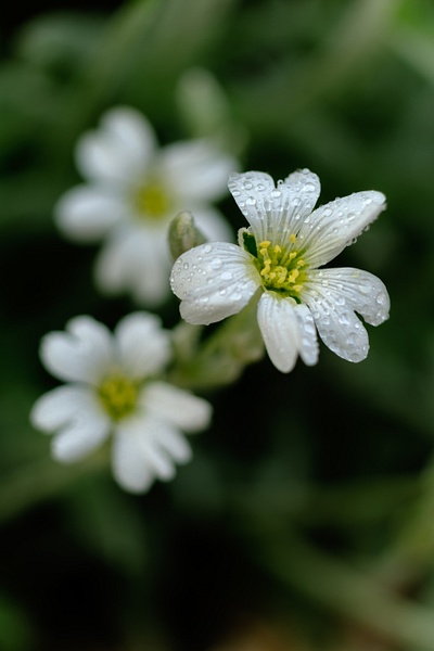 Snow-in-summer flower water drops - Home - Yves Gagnon Photography 