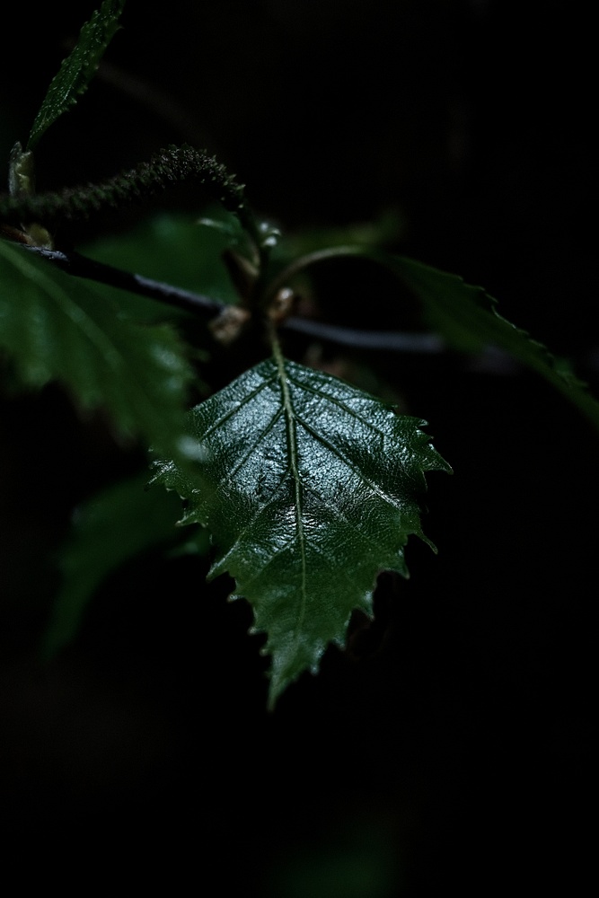 A single leaf