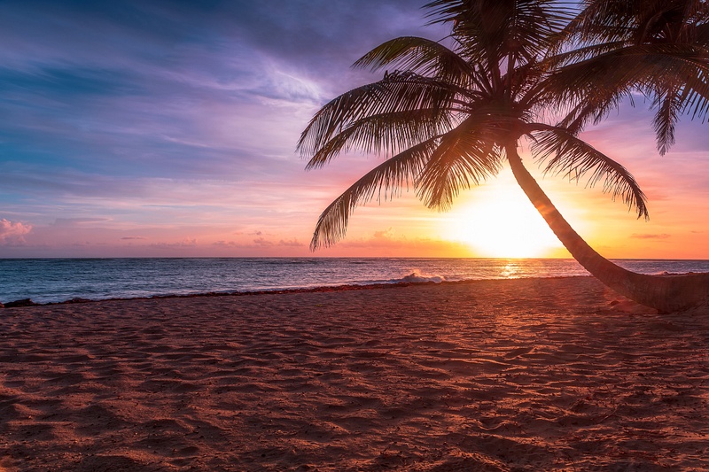 Palm Tree Sunrise Punta Cana Beach