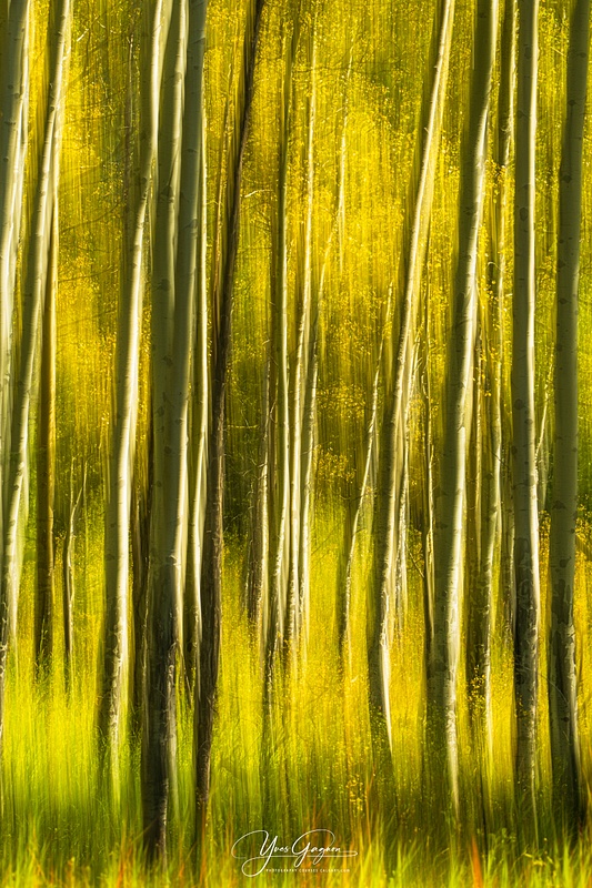 Fall Birch Tree Abstract Yellow Colors Canadian Wood